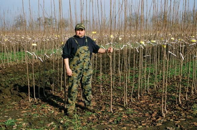Pepiniera Sarusi
