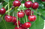 SARUSI