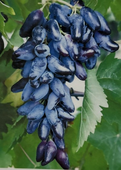 Souvenir