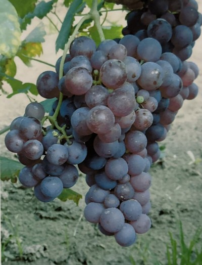 Chasselas Rosu