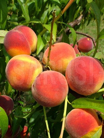 Suncrest