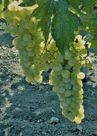 Muscat de Poloskei