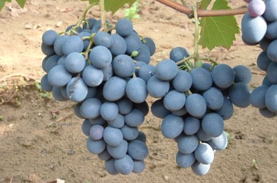 Moldova