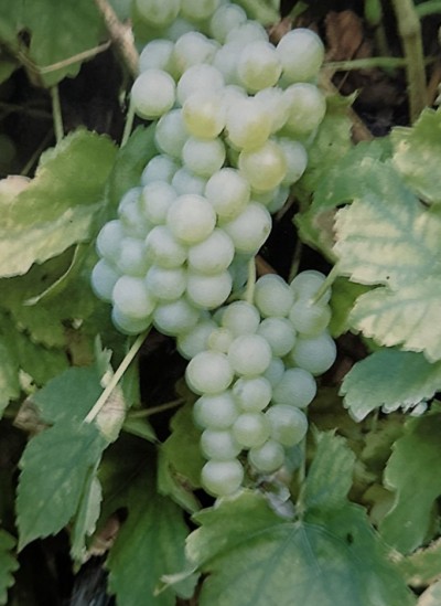 Muscat Ottonel
