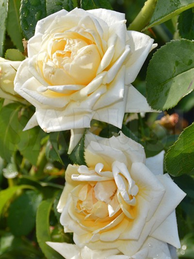 Ilse Krone Urcător