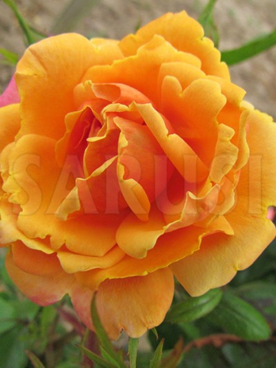 Orange Urcător