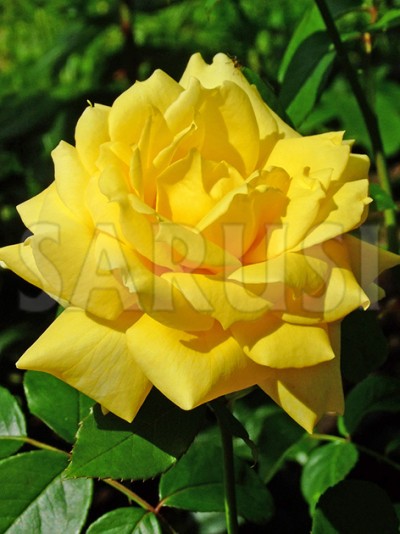 Landora Teahibrid