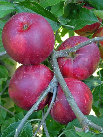 Summerred
