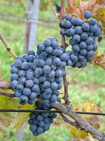 Pinot Noir