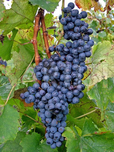 Cabernet Sauvignon