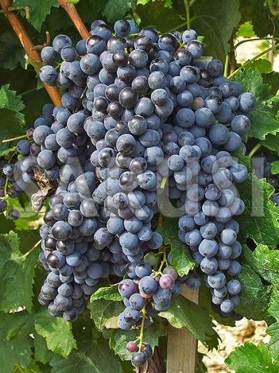 Merlot