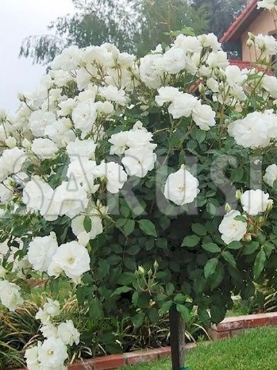 Alb Plângător