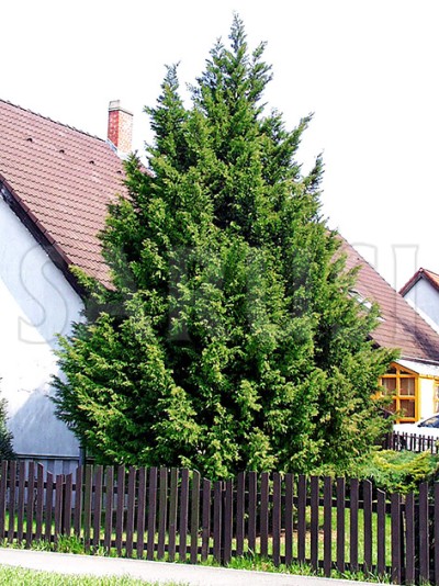 Cupressocyparis Leylandii