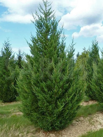 Cupressocyparis Leylandii Blue Jeans