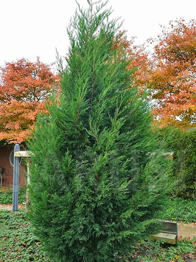 Cupressocyparis Leylandii Green Rocket
