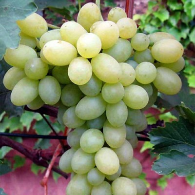 Belgrade seedless