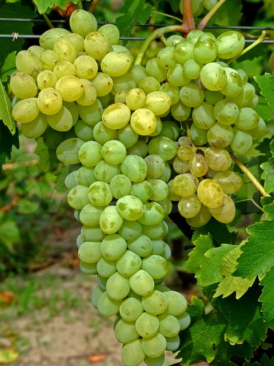 Belgrade seedless