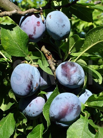 Cacanska Lepotica