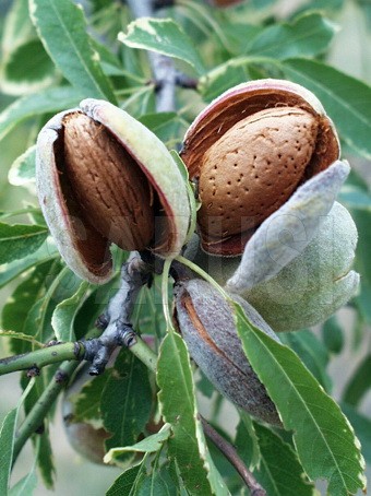 Tetenyi Botermo