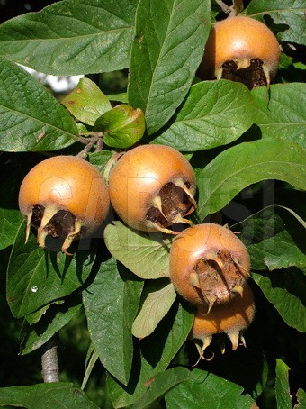 Hollandi Orias