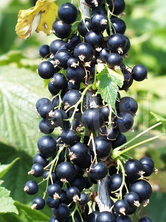 Negru Fertodi 1