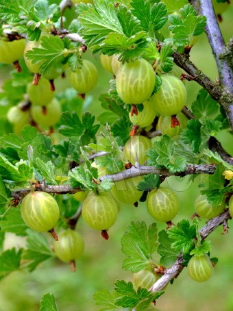 Agris verde Pallagi Orias