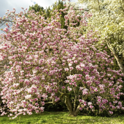 Magnolie