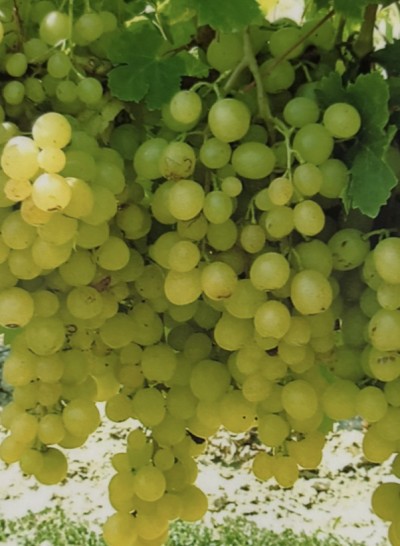 Muscat Kozma Palne