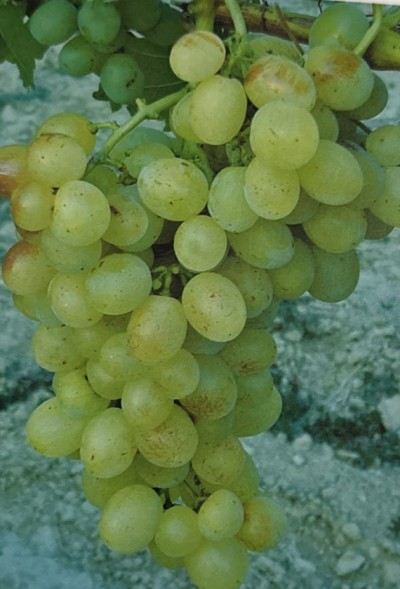 Pannonia